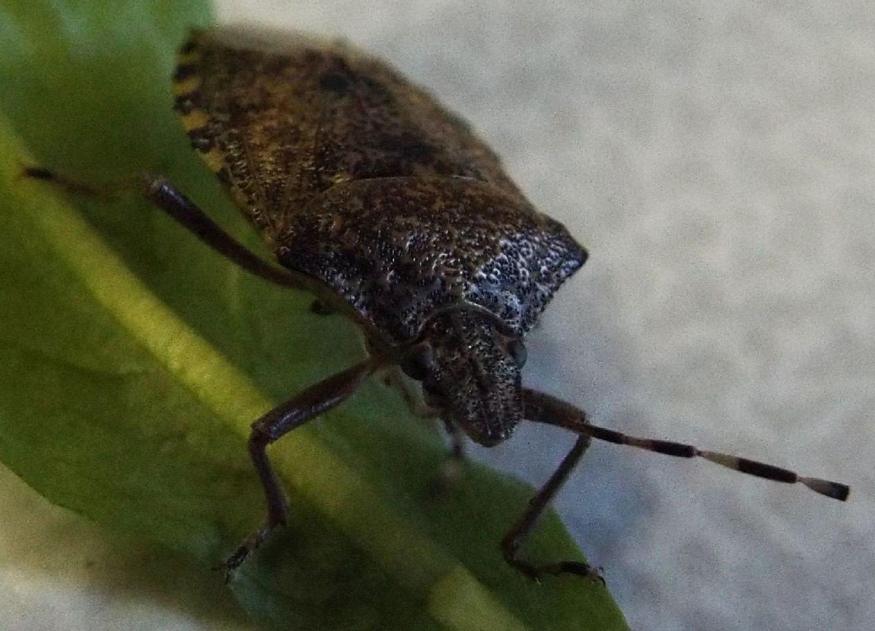 Pentatomidae: Rhaphigaster nebulosa